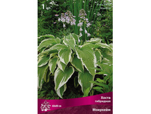 ����� ��������� �������� 62,0