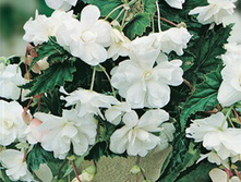 ������� ��������� ������ ���� 184