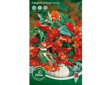 ������� ��������� ������ ������  184