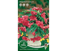 ������� ��������� ������ ���� 184