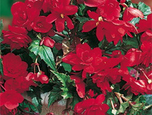 ������� ��������� ������ ��� 184