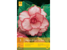 ������� ����� �� ���� 193