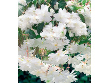 ������� ����������� ���� 235