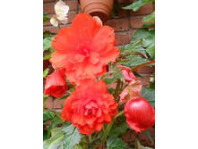 ������� ����������� ������ 