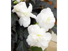 ������� ����� ���� 214