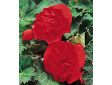 ������� ����� ��� 214