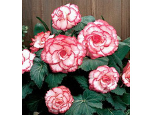 ������� ������ ����-��� 184