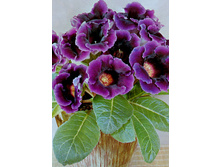 ��������� �������� 111,0