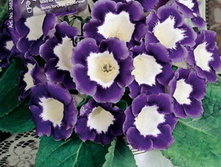 ��������� �������� 111,0