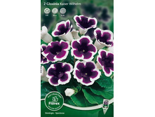 ��������� ������ ��������� (2��/��) -  185,0