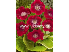 ��������� ������ 111,0