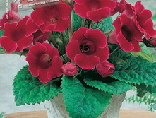 ��������� ������ �� �� 111,0