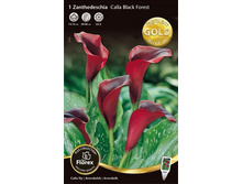 ����� ���� ������. 95