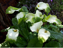 ����� ���� ������ 105.jpg