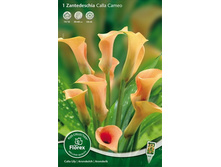 ����� ����� 88.jpg