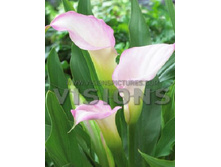 ����� ������� ���� 117.jpg