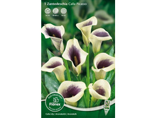 ����� ������� 88+