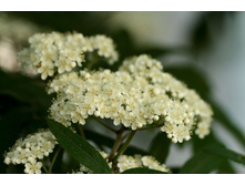 ������ ����.