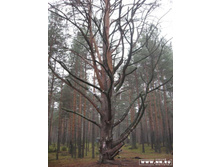 ����� - �����