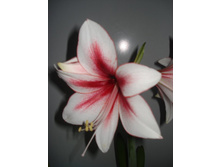 ��� �������� 8 1.JPG