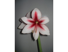 ��� �������� 8 2.JPG