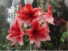 ������� 2.JPG