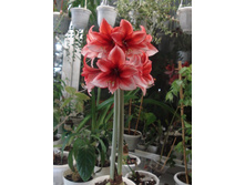 ������� 3.JPG