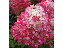 175���. ��������� ����������� ������� ���1.jpg