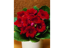 38,94���. ��������� ������� (�������� ���� �� 5 ��., ����������� ����� 1��.).jpg