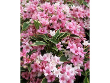 100���. ������� ���� ���������.jpg