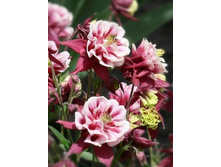 60,2���. ��������� ����� ���� ��� ��� ����   (��� 3��. ���������� �� 1��)