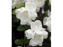 100���. �������� ��������� ���������.jpg