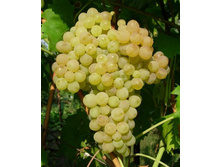 �������� ������ 342 300�