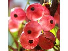 ��������� ������� ����������� ������� 142