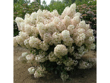 ��������� ����������� ���� 275,0