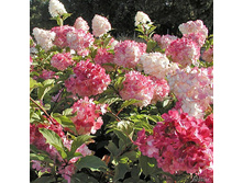 ��������� ����������� ������ ����� 275,0