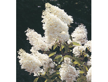 ��������� ����������� ���� 205,0