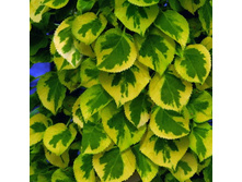 ��������� ���������� ������� 315,0