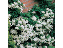 ��������� ���������� ���������� 315,0