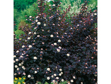 ������������� �������������   �������  195,0