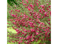 �������� ������ ������ ���� 200,0