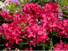 ����������� ��������� ���� ������ 310,0