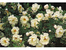 ���� ����������� ����� 130,0