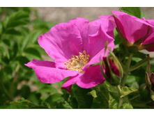 ���� ����������� ����� 130,0