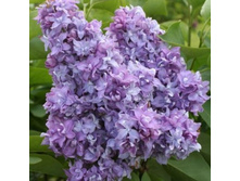 ������ ���� ������ 250,0