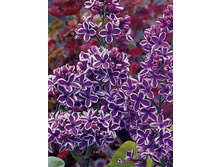 ������ �������� 250,0