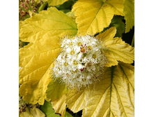 ������������� ������������� ����� ���� 230,0