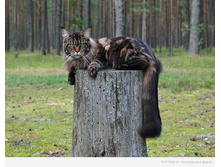 ���� ���.jpg