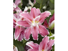 66,6���. ����� ����� ����� (�������� ���� �� 5 ��., ����������� ����� 1��.).jpg