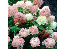 150���. ��������� ����������� ��������